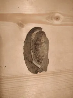 Pondmussel thumbnail 1