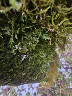 Hair Silk Moss thumbnail 3