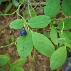 Alaska Blueberry thumbnail 1