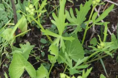light poppymallow thumbnail 4