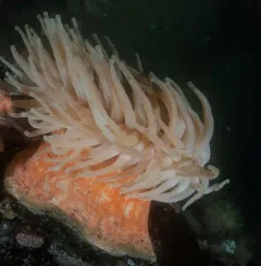 Swimming Anemone thumbnail 4