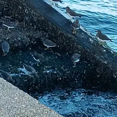 Surfbird thumbnail 3