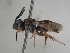 Dwarf Cellophane-cuckoo Bee thumbnail 4