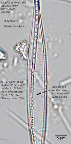 Nitzschia longissima