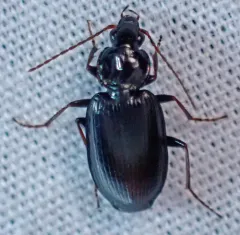 Agonum placidum thumbnail 3