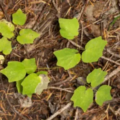 Phytomyza vancouveriella thumbnail 4