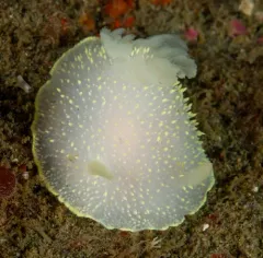 Hudson's Horned Dorid thumbnail 3