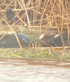 Purple Gallinule thumbnail 4