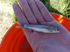 Northern Leatherside Chub thumbnail 3