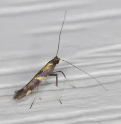 Caloptilia vacciniella thumbnail 4