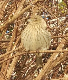 Avian Mycoplasmosis thumbnail 3