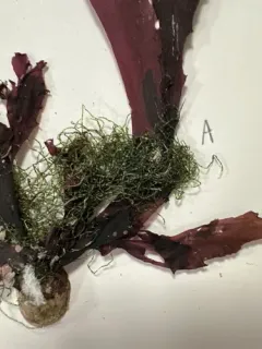 Sea Hair thumbnail 2