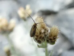 Cauchas simpliciella thumbnail 2