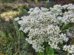 roundleaf thoroughwort thumbnail 2