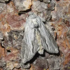 Cucullia eulepis thumbnail 2