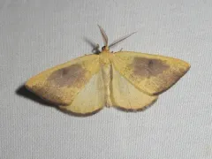 Hesperumia fumosaria thumbnail 2