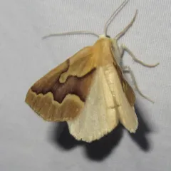 Sabulodes edwardsata thumbnail 3