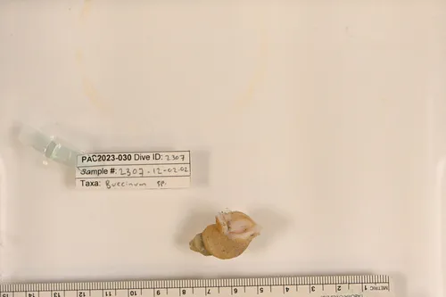 Buccinum viridum