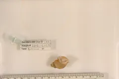 Buccinum viridum thumbnail 1