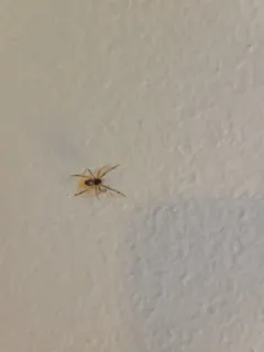 Noble False Widow thumbnail 2