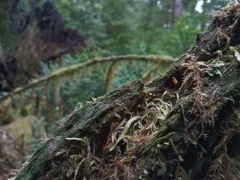 Buxbaumia piperi thumbnail 3