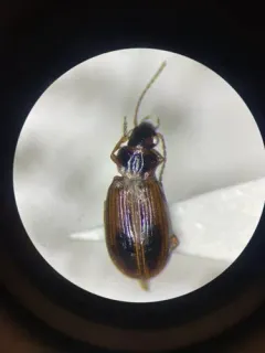 Kindred Ground Beetle thumbnail 3