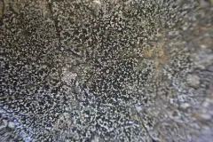 Rhizocarpon jemtlandicum thumbnail 2