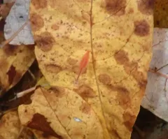 Oregon Fairy Shrimp thumbnail 3