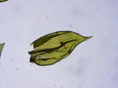 Oake's Wood-moss thumbnail 2