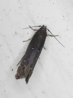 Gray Perimede Moth thumbnail 1