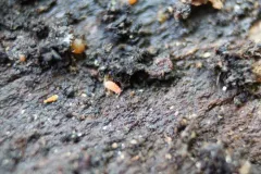 Vitronura giselae thumbnail 3