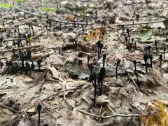 Trichoglossum velutipes thumbnail 2