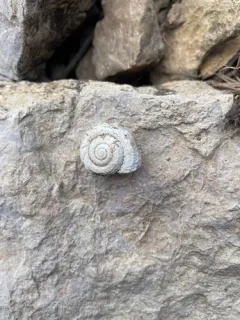 Lyrate Mountainsnail thumbnail 2