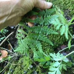 blunt woodsia thumbnail 3