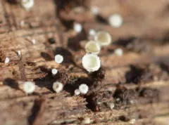 Dasyscyphella nivea thumbnail 3