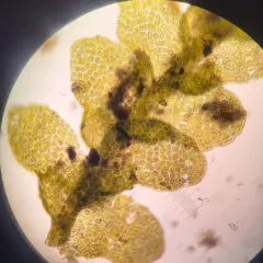 Micheli's Least Pouncewort thumbnail 3