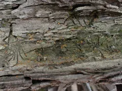 Orbilia pilifera thumbnail 3