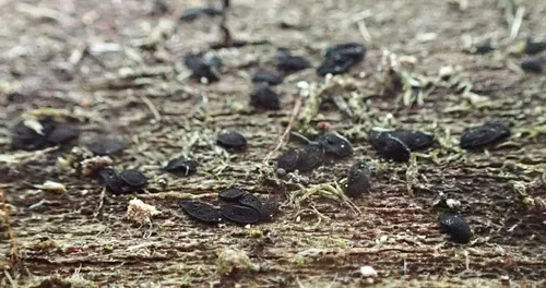 Hysteropatella prostii