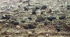 Hysteropatella prostii thumbnail 1