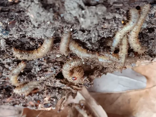 Hairy Maggot Blow Fly