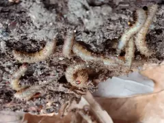 Hairy Maggot Blow Fly thumbnail 1