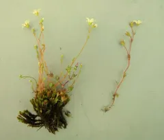Nuttall's Saxifrage thumbnail 4