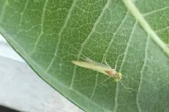 Margined Flat-headed Mayfly thumbnail 3