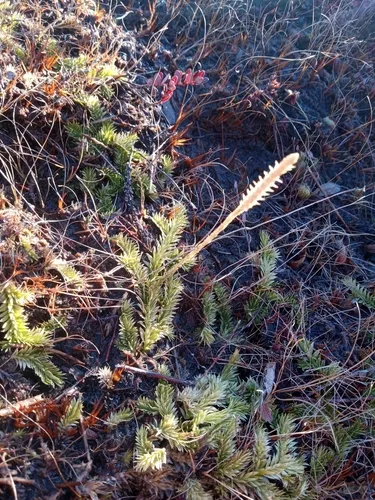 Slender Clubmoss