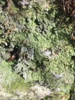 Rock Candy thumbnail 4