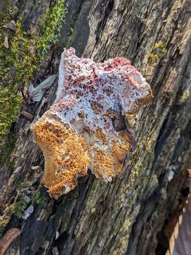 pink polypore mould