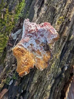 pink polypore mould thumbnail 1