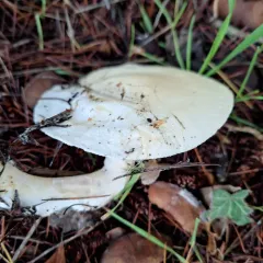 Large White Leucopax thumbnail 4