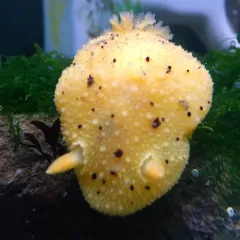 Monterey Dorid thumbnail 3