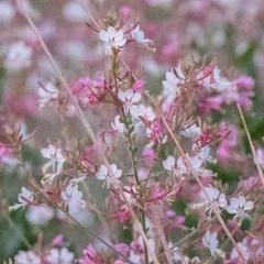 biennial beeblossom thumbnail 3